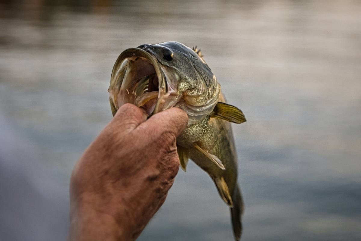 12-things-that-largemouth-bass-eat-number-7-might-shock-you-skilled